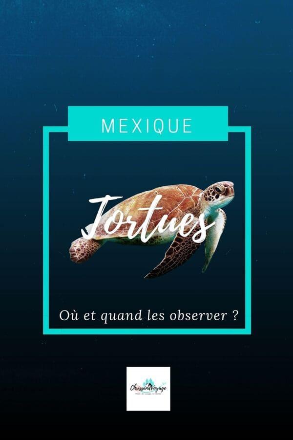 Wo und wann Schildkröten in Mexiko sehen?
